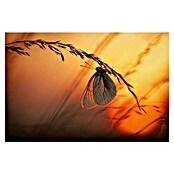 Papermoon Premium collection Fototapete Schmetterling in Abendsonne (B x H: 250 x 186 cm, Vlies) | BAUHAUS