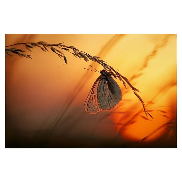 Papermoon Premium collection Fototapete Schmetterling in Abendsonne - B x H: 300 x 223 cm, Vlies - Ein zarter Weißader-Weißling ruht an einem Grashalm im warmen Licht der Abendsonne, seine filigranen Flügel heben sich ab.