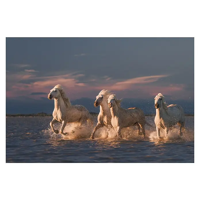 Papermoon Premium collection Fototapete Angels von Camargue im Sonnenrot - B x H: 400 x 260 cm, Vlies - Eine Herde weißer Pferde galoppiert durch das flache Wasser, die Gischt spritzt hoch, während sie sich vor einem dramatischen Himmel bewegen.