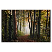 Papermoon Premium collection Fototapete Der bunte Wald des Herbstes (B x H: 250 x 186 cm, Vlies) | BAUHAUS