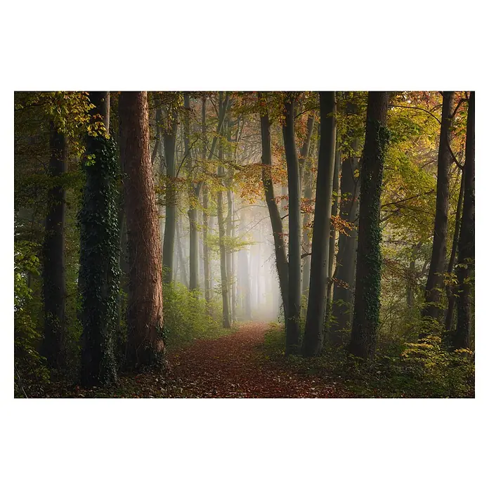 Papermoon Premium collection Fototapete Der bunte Wald des Herbstes - B x H: 200 x 149 cm, Vlies - Nebeliger Waldweg mit Bäumen und Herbstlaub. Die Bäume sind mit Efeu bedeckt und der Weg führt in den Nebel.