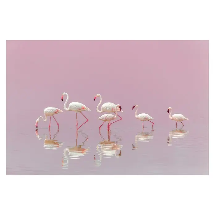 Papermoon Premium collection Fototapete Flamingos - B x H: 400 x 260 cm, Vlies - Eine Gruppe Flamingos watet durch das rosa Wasser und spiegelt sich darin, vor einem einfarbigen, pastellfarbenen Hintergrund.