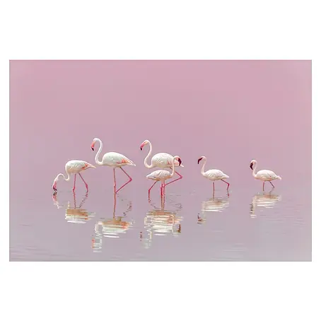 Papermoon Premium collection Fototapete Flamingos