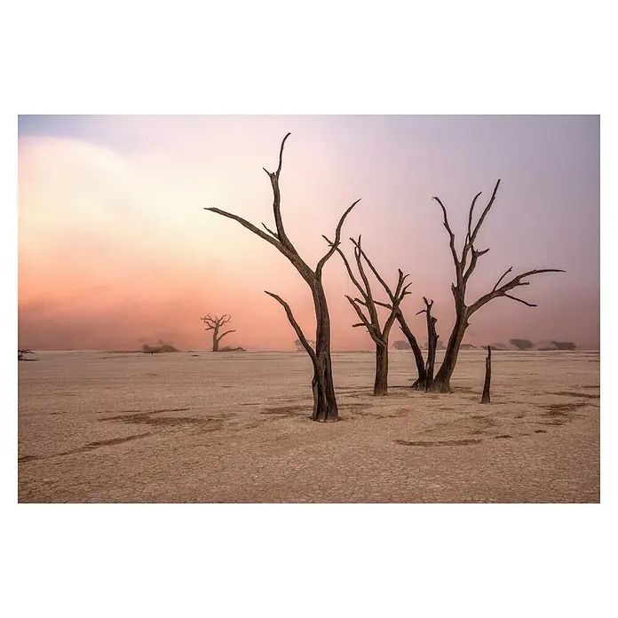 Papermoon Premium collection Fototapete Nebel In Deadvlei - B x H: 350 x 260 cm, Vlies - Trostlose Landschaft mit skelettartigen Bäumen vor einem verblichenen Himmel. Ausdruck der Isolation und des Überlebens in der Wüste.