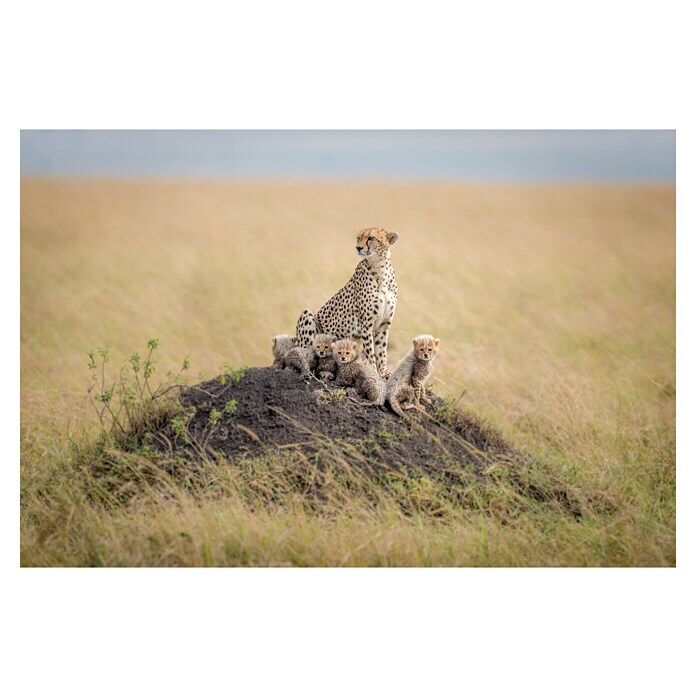 Papermoon Premium collection Fototapete Gepard Familie (B x H: 450 x 280 cm, Vlies)