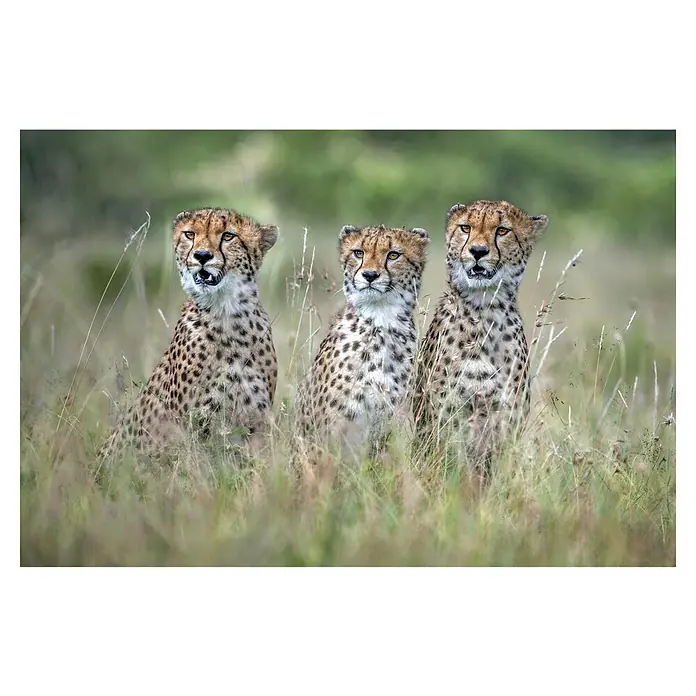 Papermoon Premium collection Fototapete Cheetah Cubs - B x H: 350 x 260 cm, Vlies - Drei Geparden sitzen aufmerksam im Gras und blicken in die Ferne. Ihre gefleckten Felle heben sich von der grünen Umgebung ab.
