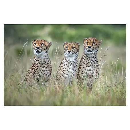 Papermoon Premium collection Fototapete Cheetah Cubs