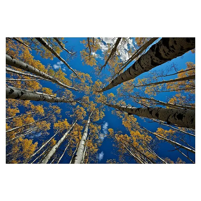 Papermoon Premium collection Fototapete Aspen's Fall - B x H: 250 x 186 cm, Vlies - Blick von unten auf einen Wald mit hoch aufragenden, herbstlich gefärbten Bäumen vor blauem Himmel, der Fokus liegt auf der Schönheit der Natur.
