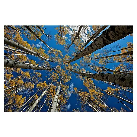Papermoon Premium collection Fototapete Aspen's Fall