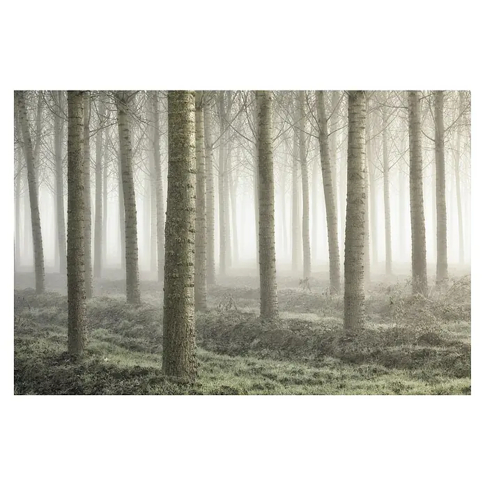 Papermoon Premium collection Fototapete Kleines Waldland - B x H: 250 x 186 cm, Vlies - Nebliger Wald mit hohen, schlanken Bäumen, die in der Ferne verschwimmen. Stimmungsvolle Szene mit sanftem Lichtspiel.