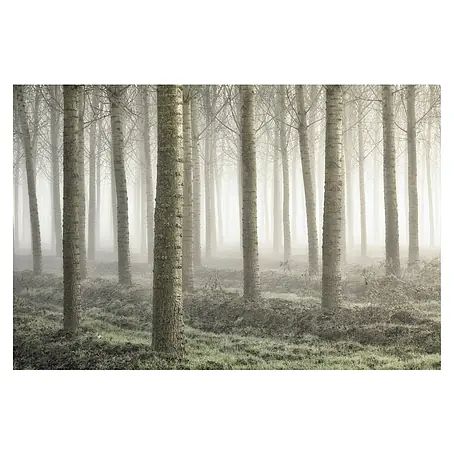 Papermoon Premium collection Fototapete Kleines Waldland