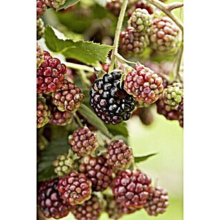 Piardino Brombeere Thornless Evergreen (Rubus fruticosus, Erntezeit: August)