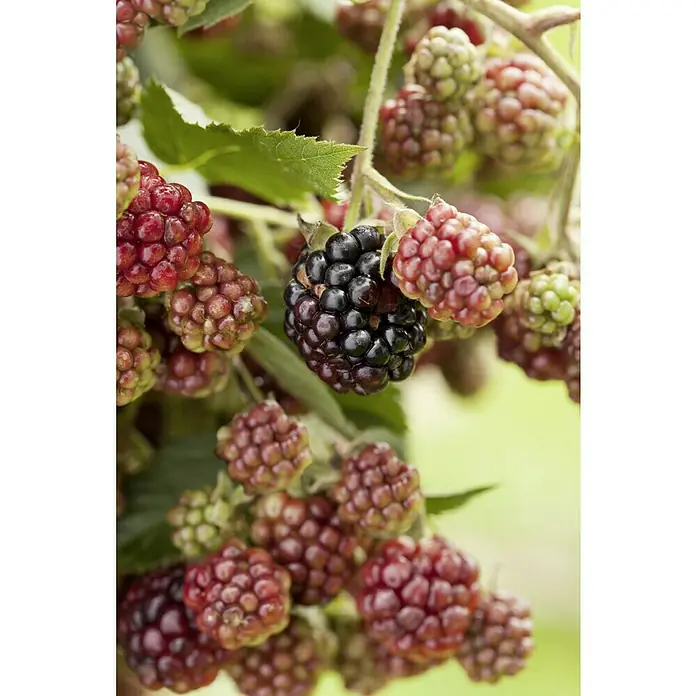 Piardino Brombeere Thornless Evergreen - Rubus fruticosus, Erntezeit: August - Nahaufnahme von Brombeeren unterschiedlichen Reifegrades, von grün über rot bis tiefschwarz, an einem beerentragenden Zweig.
