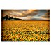 Papermoon Premium collection Fototapete Sonnenblumen 