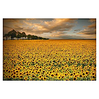 Papermoon Premium collection Fototapete Sonnenblumen (B x H: 250 x 186 cm, Vlies)