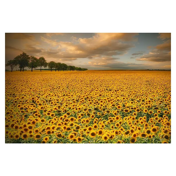 Papermoon Premium collection Fototapete Sonnenblumen - B x H: 450 x 280 cm, Vlies - Gelbes Sonnenblumenfeld mit Baumreihe unter bewölktem Himmel, das die natürliche Schönheit und Ruhe der Landschaft zeigt.