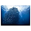 Papermoon Premium collection Fototapete Massengigant (B x H: 250 x 186 cm, Vlies) | BAUHAUS
