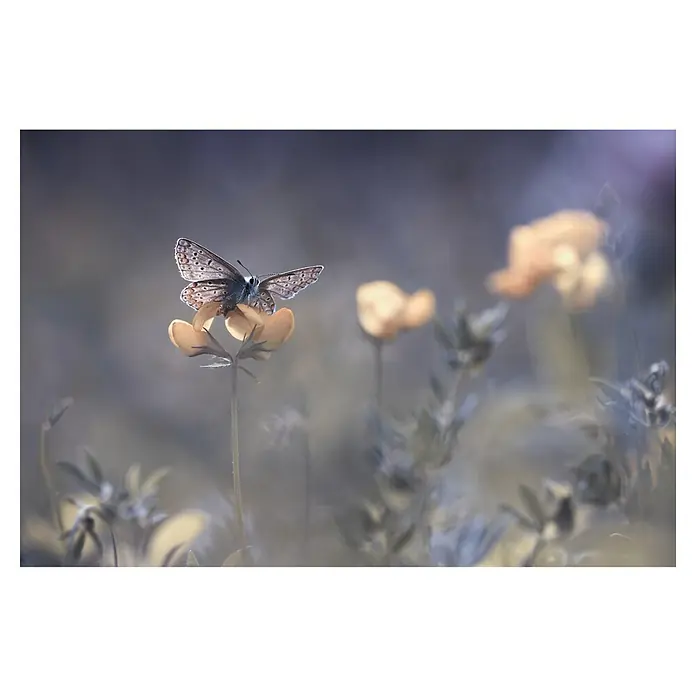 Papermoon Premium collection Fototapete Bläulich sanfter Schmetterling - B x H: 200 x 149 cm, Vlies - Ein zarter Schmetterling ruht auf einer blassgelben Blüte, umgeben von einer verschwommenen, träumerischen Landschaft. Fokus auf die filigranen Flügeldetails.