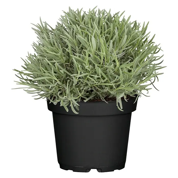 Piardino Lavendel - Lavandula angustifolia, Topfgröße: 14 cm, Blütenfarbe: Violett - Eine Topfpflanze mit graugrünen Blättern in einem schwarzen Topf. Die Pflanze ist dicht und buschig.