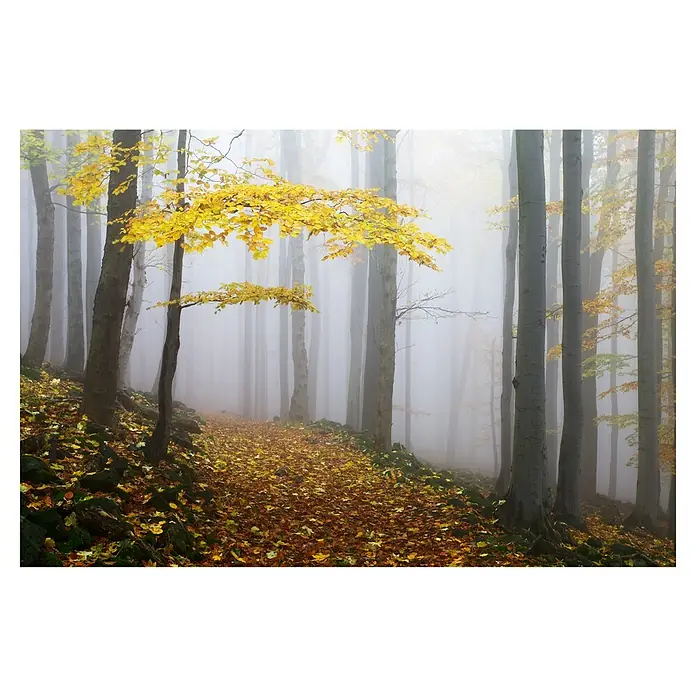 Papermoon Premium collection Fototapete Novemberwald - B x H: 350 x 260 cm, Vlies - Herbstlicher Waldweg im Nebel, mit goldenen Blättern und Bäumen, die im dichten Nebel verschwinden.