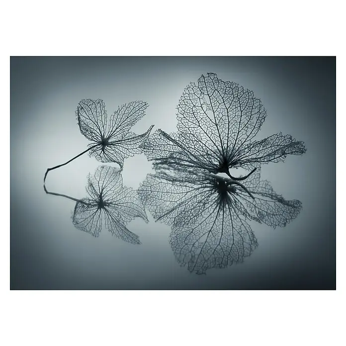 Papermoon Premium collection Fototapete Die Feinheit der Blume - B x H: 500 x 280 cm, Vlies - Zarte Blütenstrukturen: Elegante Blätter mit filigranen Adern in einem stillvollen Arrangement, das die Schönheit der Natur hervorhebt.