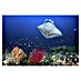 Papermoon Premium collection Fototapete Ocean Mantaray Riff 