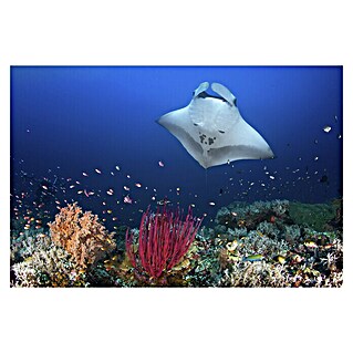 Papermoon Premium collection Fototapete Ocean Mantaray Riff (B x H: 400 x 260 cm, Vlies)