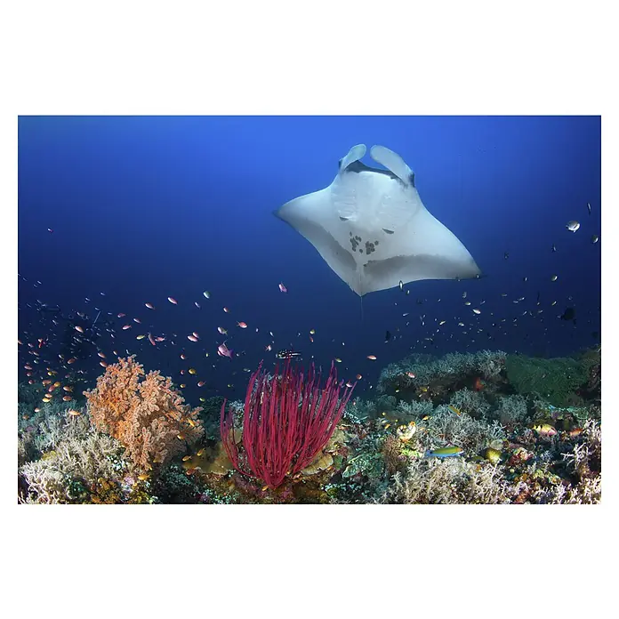 Papermoon Premium collection Fototapete Ocean Mantaray Riff - B x H: 400 x 260 cm, Vlies - Ein Manta-Rochen gleitet elegant über einem farbenprächtigen Korallenriff, umgeben von bunten Fischen im tiefblauen Ozean.