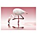 Papermoon Premium collection Fototapete Flamingo 