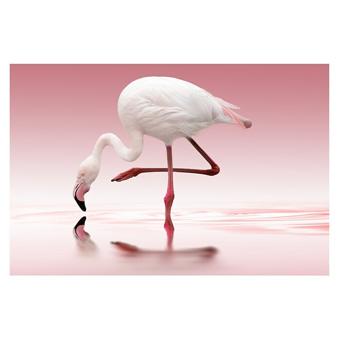 Papermoon Premium collection Fototapete Flamingo