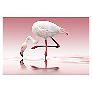 Papermoon Premium collection Fototapete Flamingo (B x H: 300 x 223 cm, Vlies)