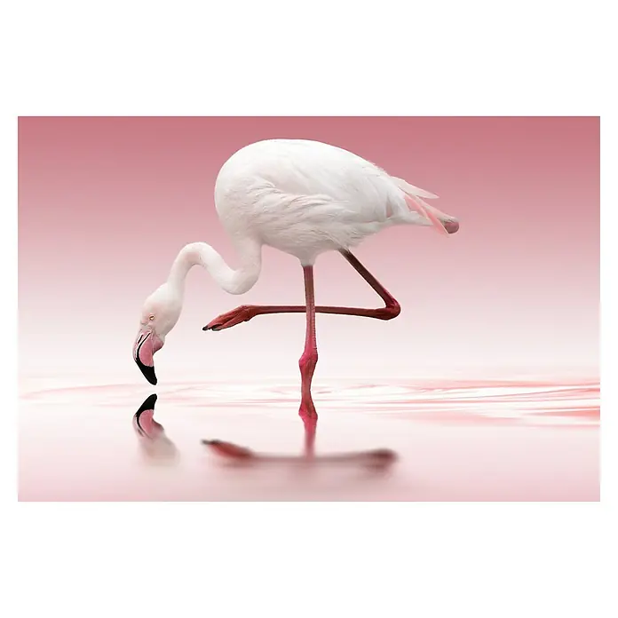 Papermoon Premium collection Fototapete FlamingoB x H: 500 x 280 cm, Vlies - Ein rosa Flamingo steht im Wasser, sein Kopf ist ins Wasser geneigt, um zu trinken oder zu fressen. Spiegelbild des Vogels im Wasser.