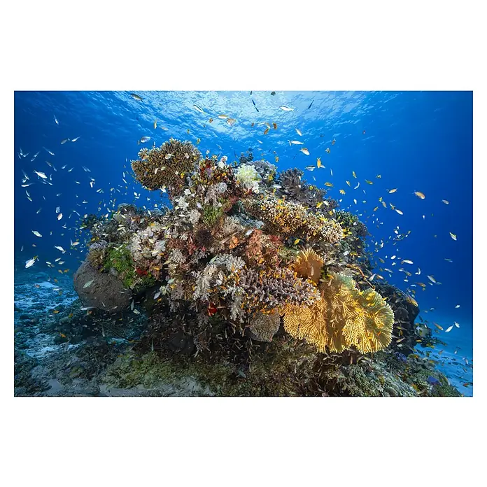 Papermoon Premium collection Fototapete Unterwasserwelt - B x H: 300 x 223 cm, Vlies - Unterwasseraufnahme eines farbenfrohen Korallenriffs mit unzähligen Fischen, die um das Riff schwimmen und die Artenvielfalt hervorheben.