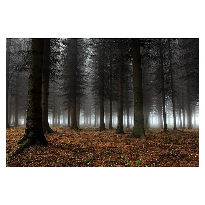 Papermoon Premium collection Fototapete Platz der Stille - B x H: 500 x 280 cm, Vlies - Nebliger Wald mit hohen Bäumen und braunem Laub auf dem Boden. Die Bäume verschwinden im Nebel, was eine geheimnisvolle Atmosphäre schafft.