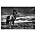 Papermoon Premium collection Fototapete Pferd im Wind 