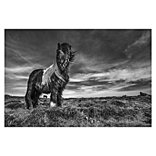 Papermoon Premium collection Fototapete Pferd im Wind (B x H: 350 x 260 cm, Vlies)