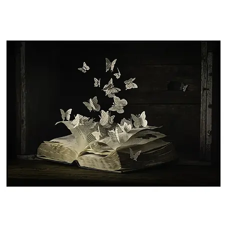 Papermoon Premium collection Fototapete Lepidopterologie