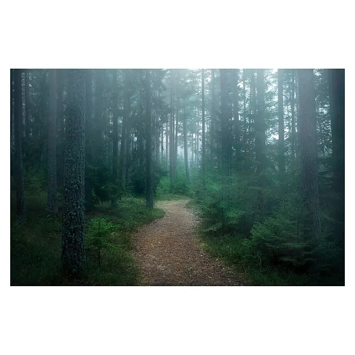 Papermoon Premium collection Fototapete Verwunschener Wald - B x H: 250 x 186 cm, Vlies - Ein nebliger Waldweg schlängelt sich zwischen hohen Bäumen hindurch und lädt zu einem stimmungsvollen Spaziergang in der Natur ein.