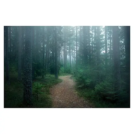 Papermoon Premium collection Fototapete Verwunschener Wald