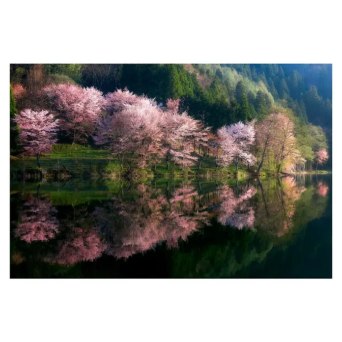 Papermoon Premium collection Fototapete Eine andere Welt - B x H: 200 x 149 cm, Vlies - Farbenfrohe Kirschblüten spiegeln sich im ruhigen See. Die Bäume bilden einen blühenden Übergang zum dichten Wald.