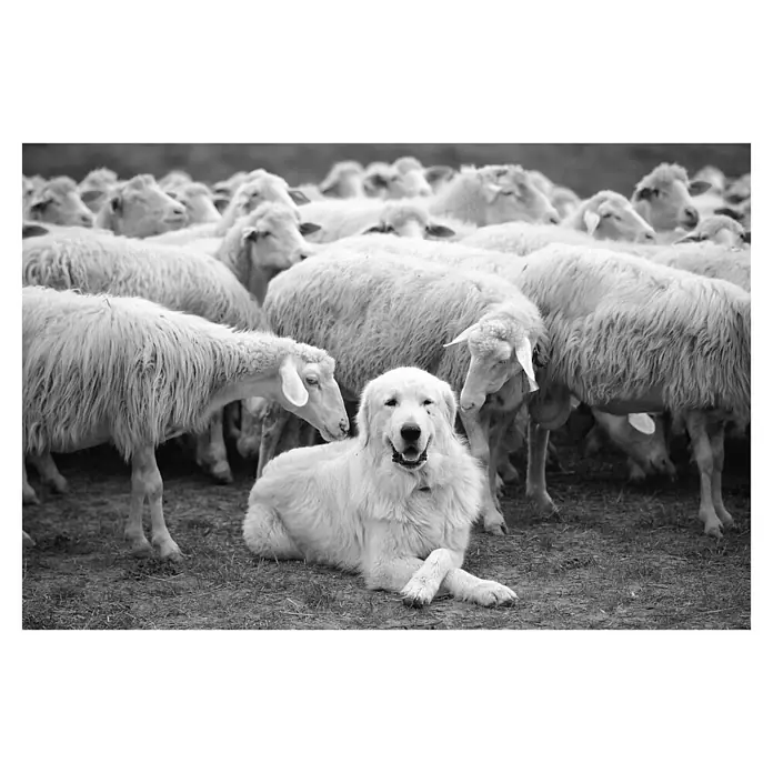 Papermoon Premium collection Fototapete Schäferhund mit Herde - B x H: 500 x 280 cm, Vlies - Ein Maremannen-Schäferhund liegt mit gekreuzten Pfoten inmitten einer Schafherde und zeigt seine beeindruckende Präsenz und Wachsamkeit.