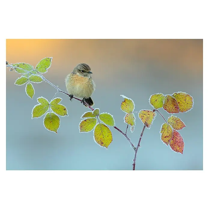 Papermoon Premium collection Fototapete Winterfarben - B x H: 450 x 280 cm, Vlies - Ein kleiner Vogel sitzt auf einem frostbedeckten Zweig mit bunten Blättern, ein idyllischer Wintermoment, der die Schönheit der Natur zeigt.