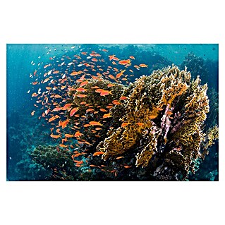 Papermoon Premium collection Fototapete Fische am Riff (B x H: 500 x 280 cm, Vlies)