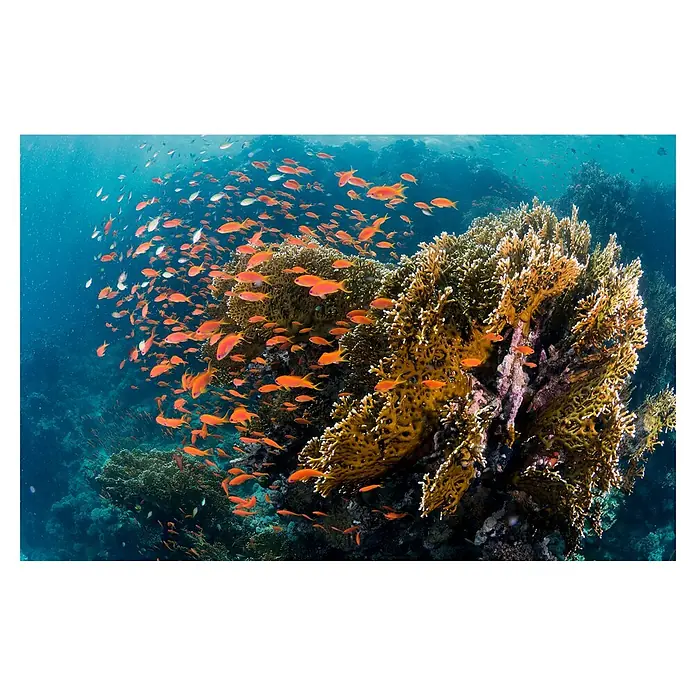 Papermoon Premium collection Fototapete Fische am Riff - B x H: 400 x 260 cm, Vlies - Lebendiges Unterwasserbild von Korallenriffen, umgeben von einem Schwarm oranger Fische, ein farbenprächtiges Meeresschutzgebiet.