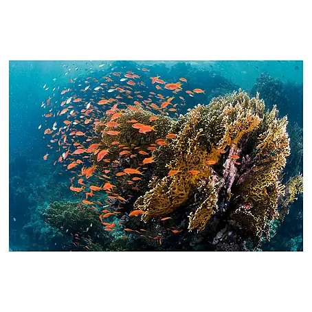 Papermoon Premium collection Fototapete Fische am Riff