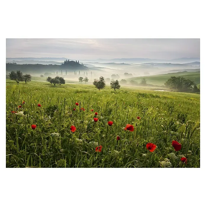 Papermoon Premium collection Fototapete Toskanischer Frühling - B x H: 500 x 280 cm, Vlies - Idyllische Landschaft mit grünen Hügeln, roten Mohnblumen und sanftem Nebel, die eine friedliche und malerische Szene erzeugt.
