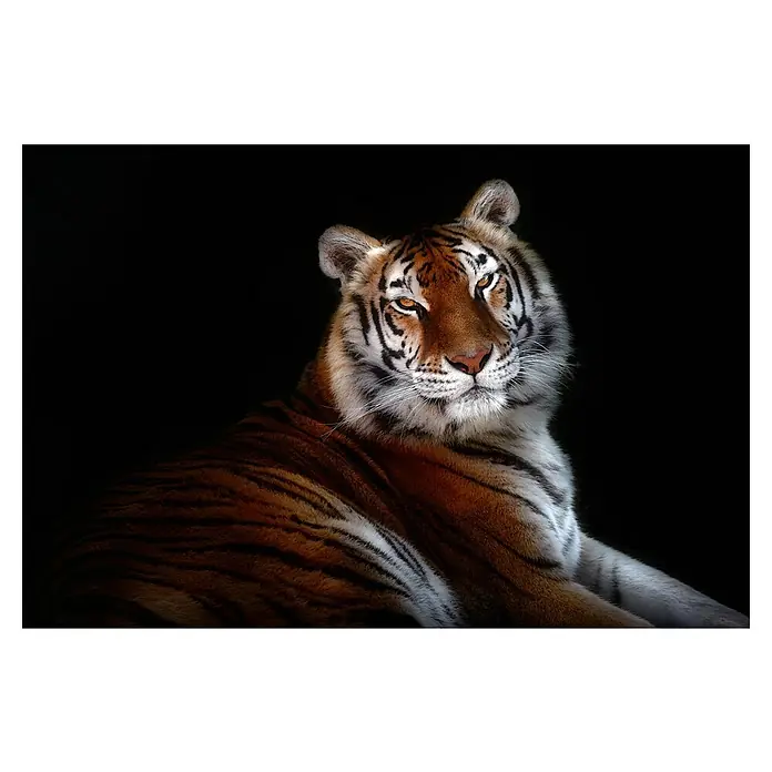 Papermoon Premium collection Fototapete Gelassenheit - B x H: 400 x 260 cm, Vlies - Detailaufnahme eines Tigers mit Fellzeichnung und wachsamen Augen vor dunklem Hintergrund.