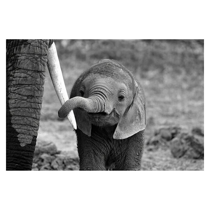 Papermoon Premium collection Fototapete Elefantenbaby