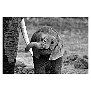Papermoon Premium collection Fototapete Elefantenbaby (B x H: 200 x 149 cm, Vlies)