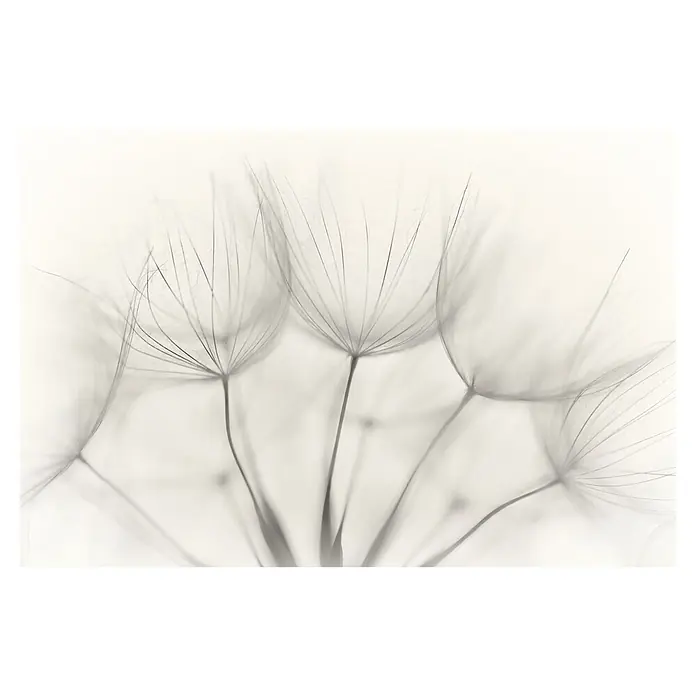 Papermoon Premium collection Fototapete Nahaufnahme Pusteblume - B x H: 300 x 223 cm, Vlies - Zarte Pusteblumen-Samenstände in sanften Grautönen, die die fragile Schönheit und Vergänglichkeit der Natur hervorheben. Ein minimalistischer Blickfang.